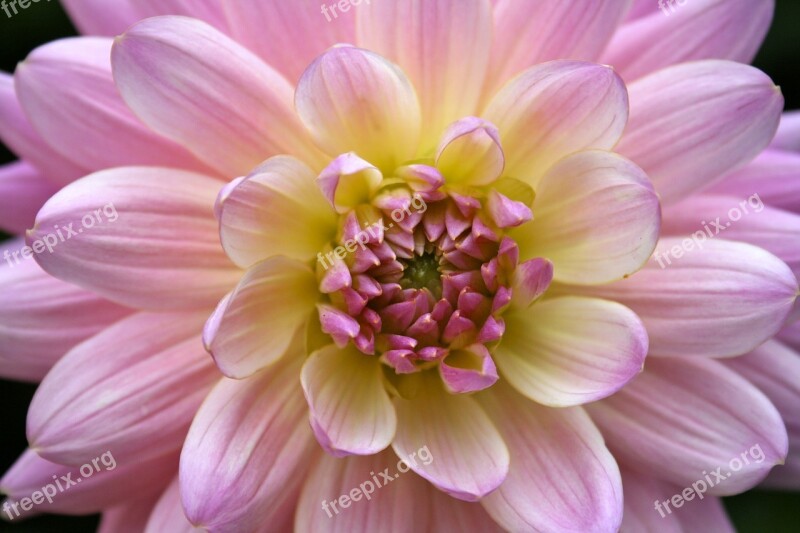 Dahlia Flower Macro Close Up Rose