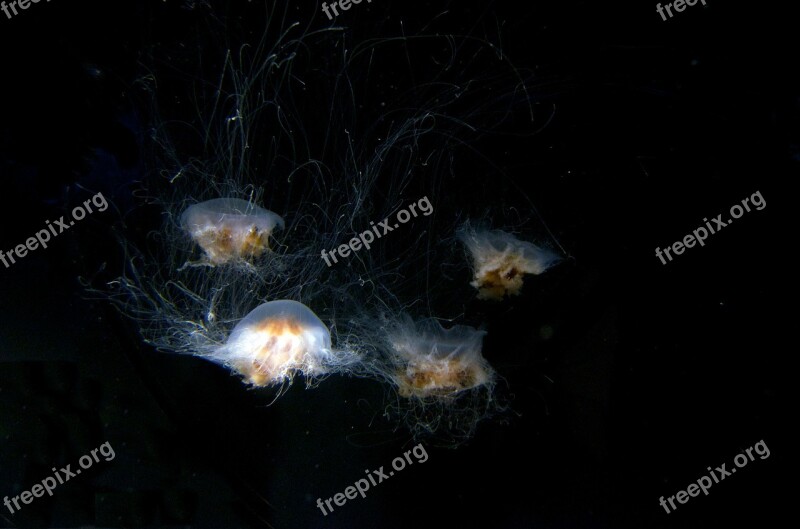 Jellyfish Aquarium Underwater Peaceful Sea Life