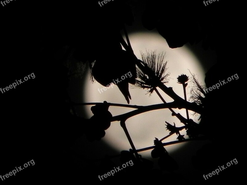 Moon Full Moon Night Night Sky Silhouette