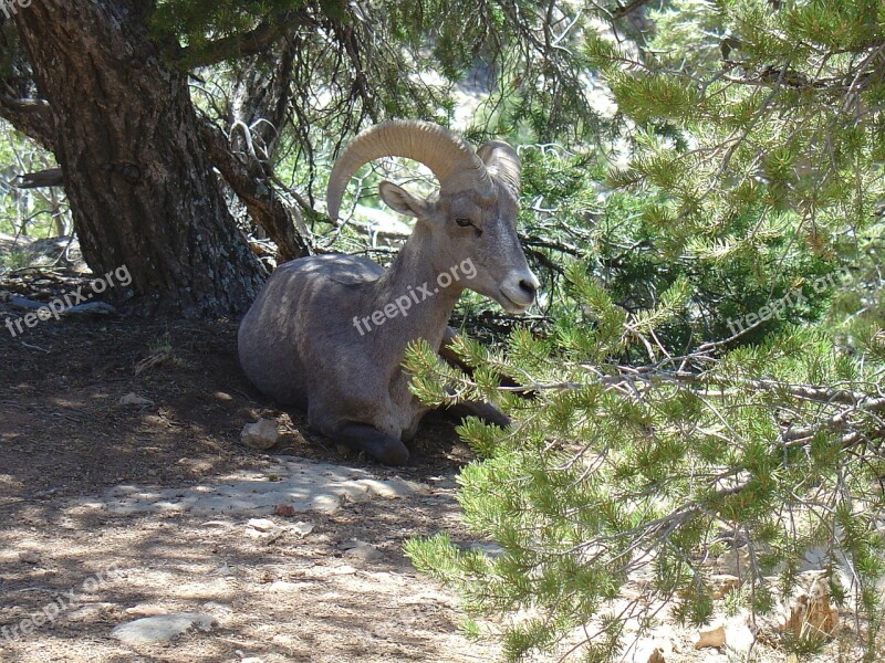 Mountain Goat Goat Wildlife Nature Usa