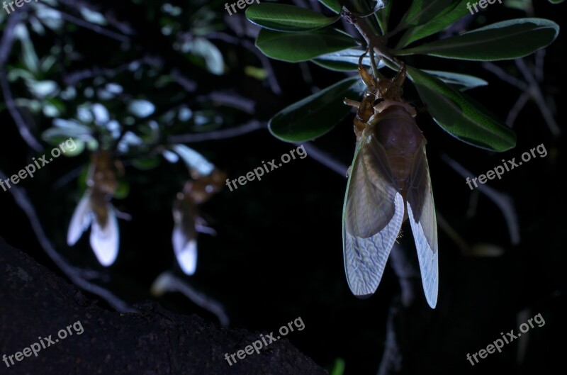 Large Brown Cicada Emergence Cicada Free Photos