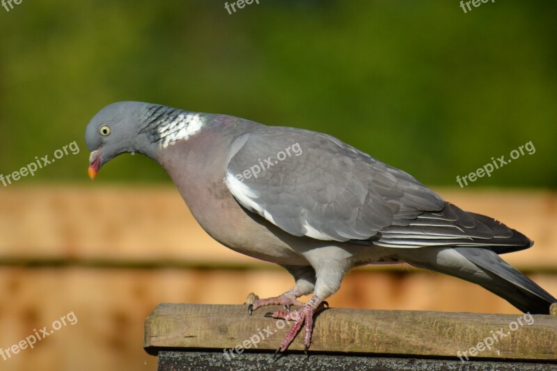 Woodpigeon Pigeon Side View Perched Garden