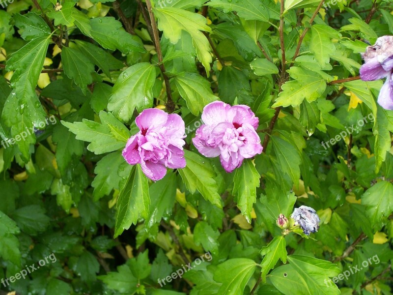 Hibiscus Shrub Hollyhock Bush Mallow Bush Mauve