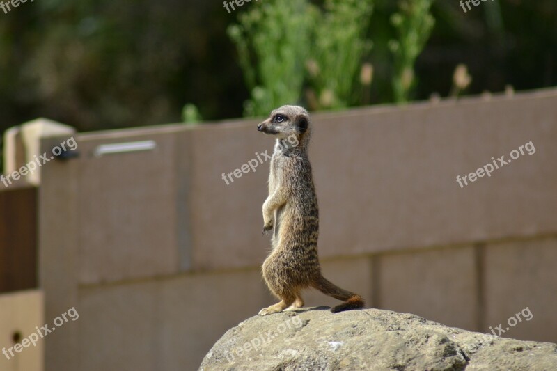 Meerkat Suricate Simples African Mammal