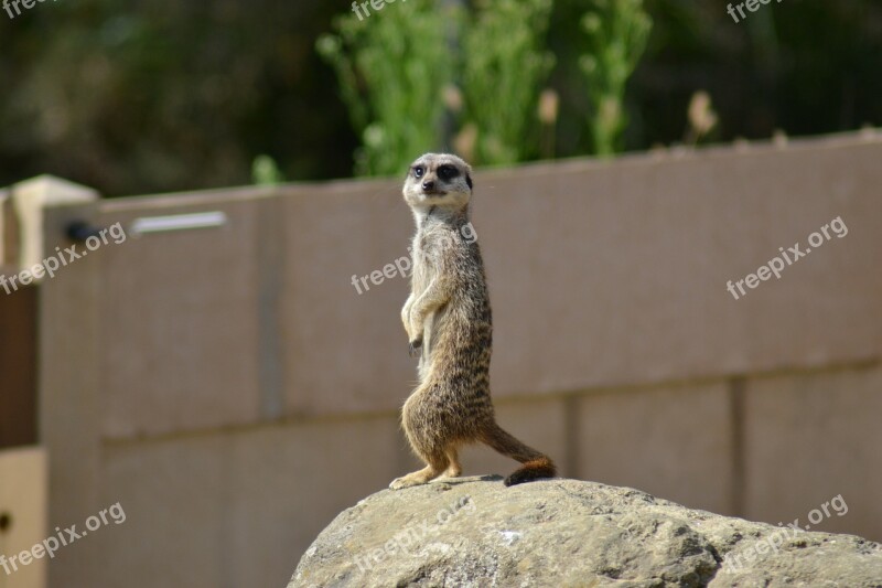 Meerkat Suricate Simples African Mammal