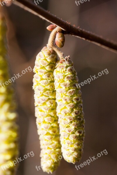 Inflorescences Hazel Hazelnut Spring Frühlingsanfang