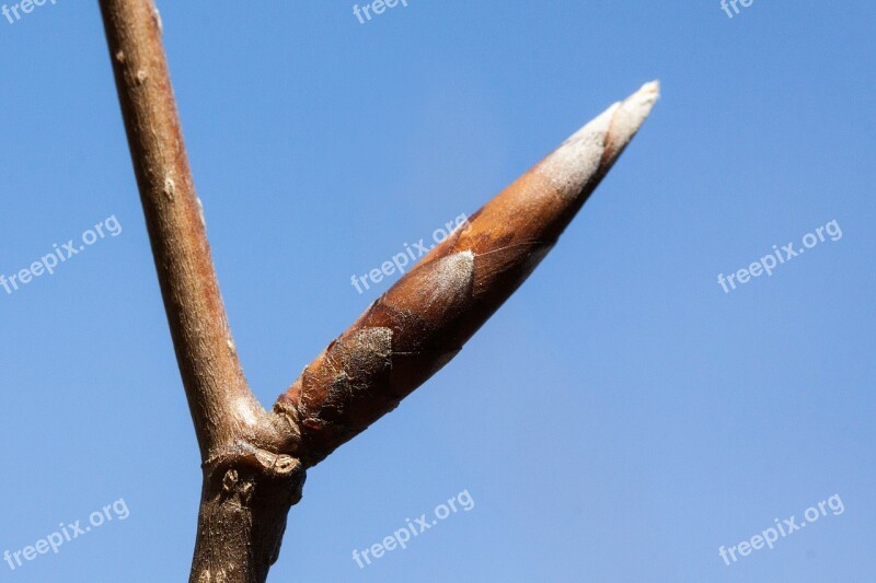 Bud Spring Frühlingsanfang Inflorescence Beech