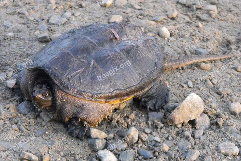 Turtle Common Snapping Turtle Ontario Nature Wildlife