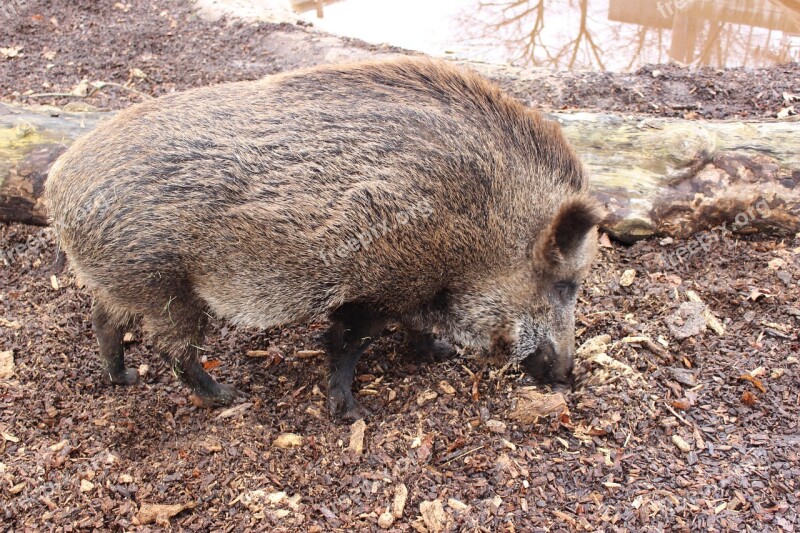 Boar Pig Forest Fur Hunting