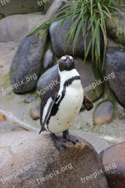 Penguin Bird Animal Zoo Free Photos