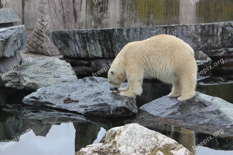 Polar Bear Bear Zoo Animal Free Photos