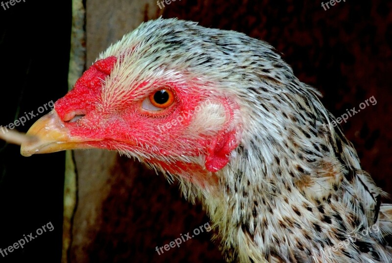 Cock Chicken Farm Animal Free Photos