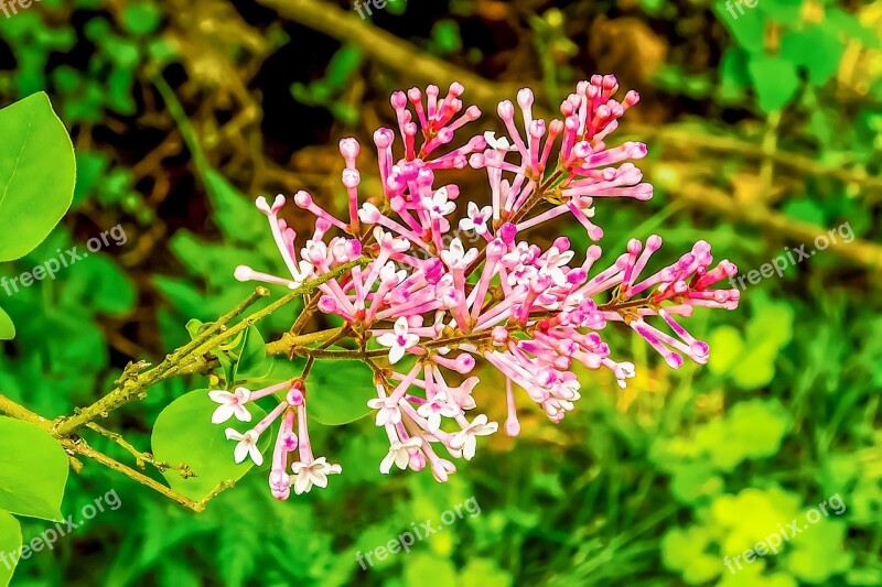 Lilac Pink Flower Nature Colorful