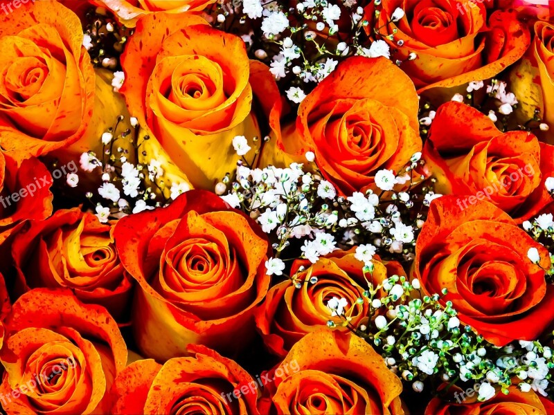 Roses Orange Bouquet Bunch Of Flowers Nature