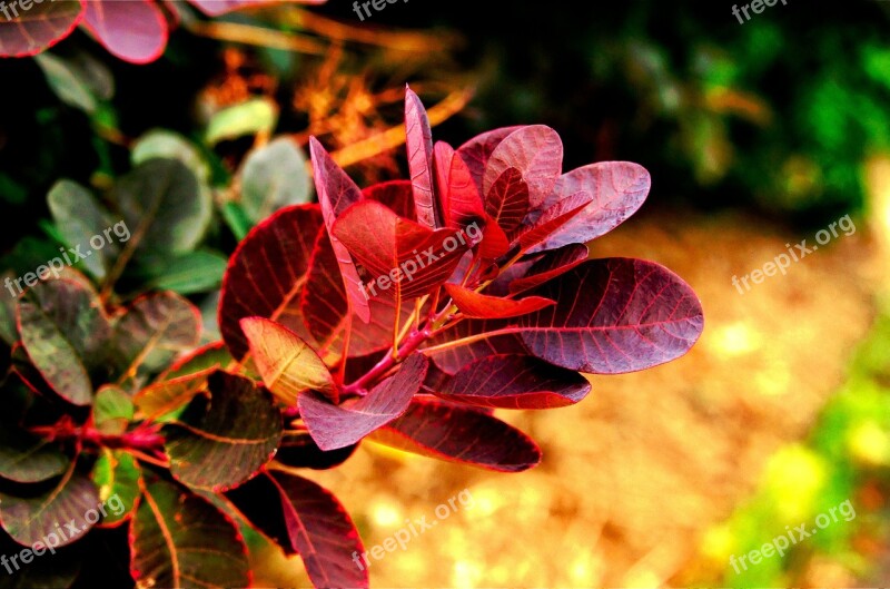 Foliage Red Foliage And Branches Greenery Leaf