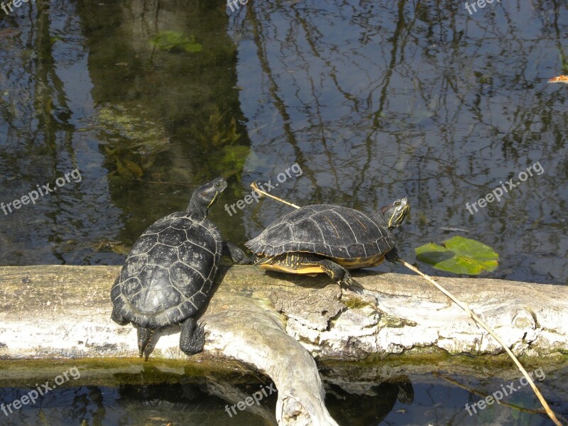 Water Turtle On The Water Animal Panzer Free Photos