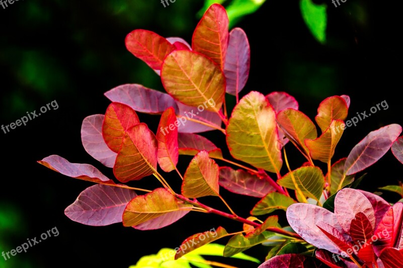 Foliage Red Green Branches Nature