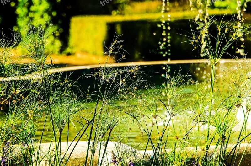 Waterdrops Splashing Droplet Nature Grass