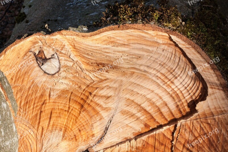 Beech Fagus Sylvatica Like Traces Chainsaw