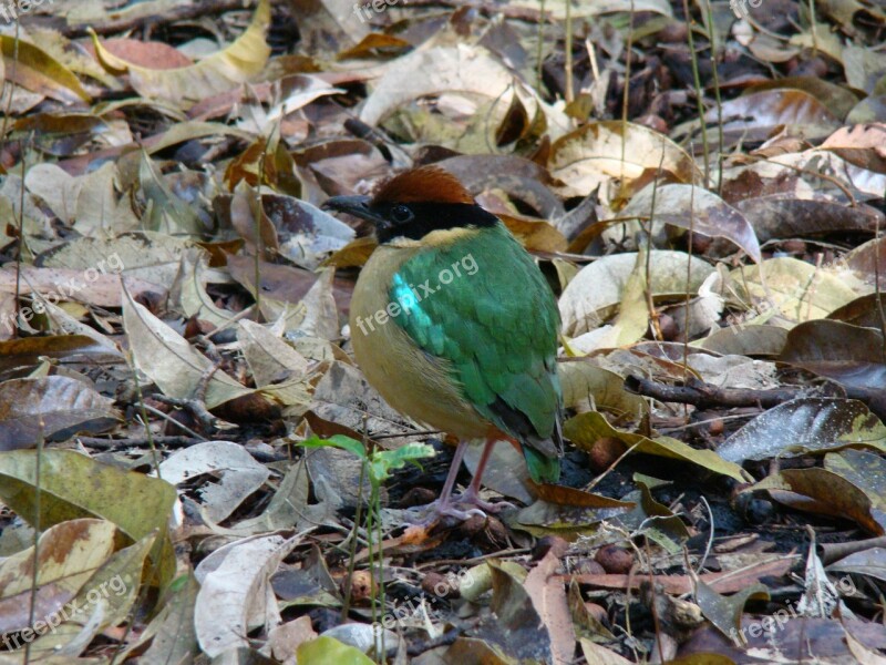 Noisy Pitta Bird Pitta Versicolor Nature Wild