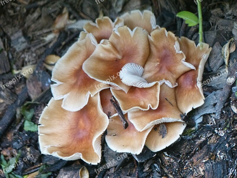 Fungi Mushroom Forest Floor Fungus Mushroom Fungi