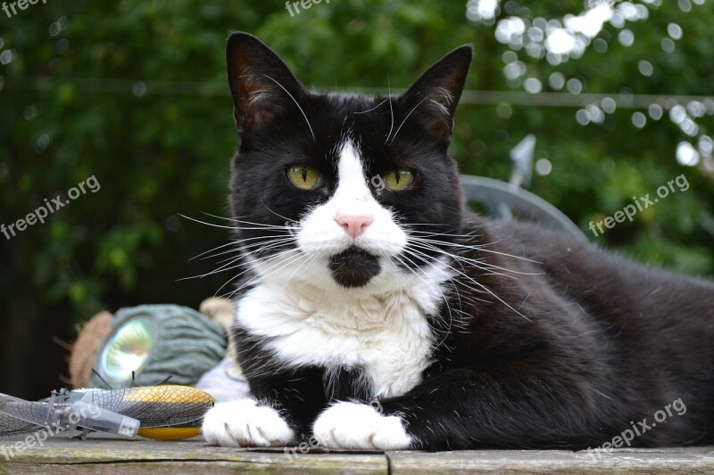 Cat Feline Black White Domestic Short Hair