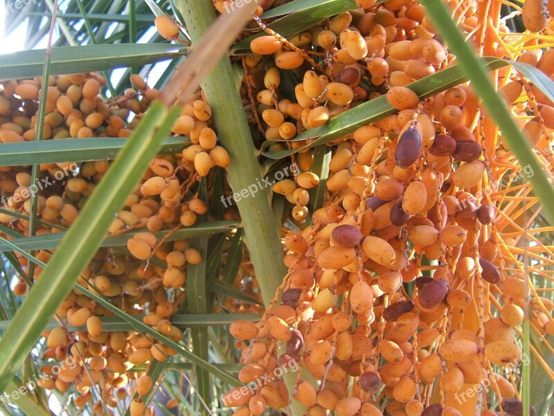 Dates Palm Tree Leaves Seeds Fruit