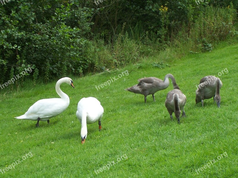 Mute Swan Family Cygnus Olor Swans Waterfowl Cob