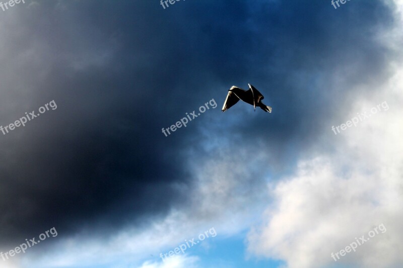 Bird Sky Cloud Flight Ala