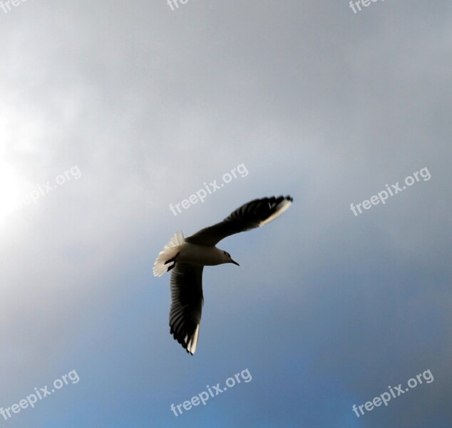 Fly Sky Bird Cloud Flight