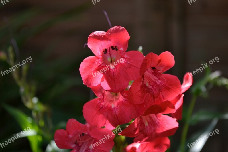 Penstemon Red Trumpet Plant Plantain Family