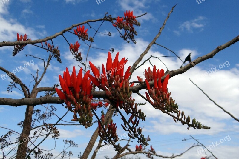 Coral Tree Sunshine Tree Flower Scarlet Red Pea-like