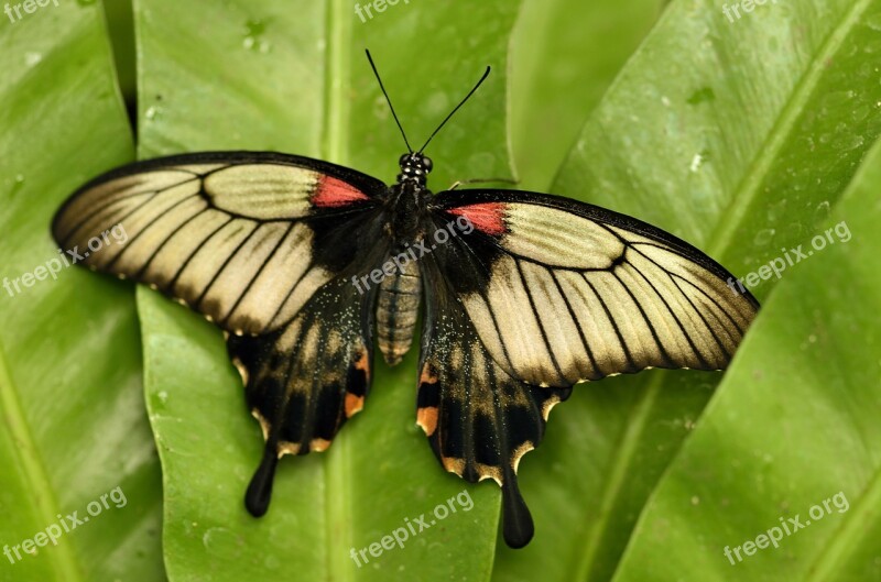 Butterfly Insects Bugs Insect Nature