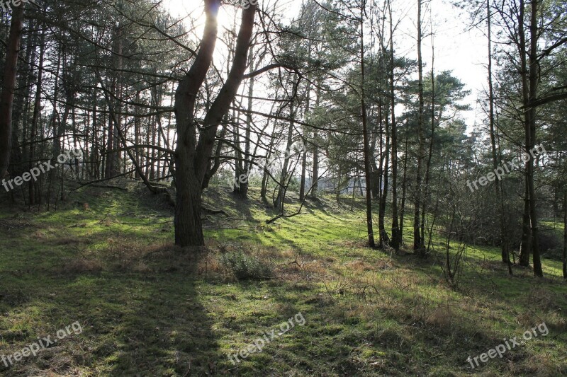 Forest Glade Trees Atmosphere Nature