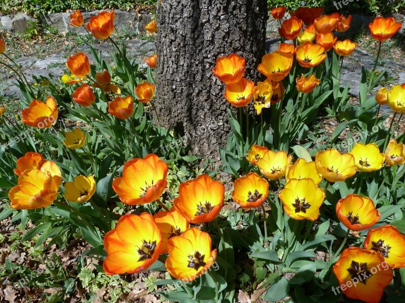 Flower Garden Tulip Yellow Red