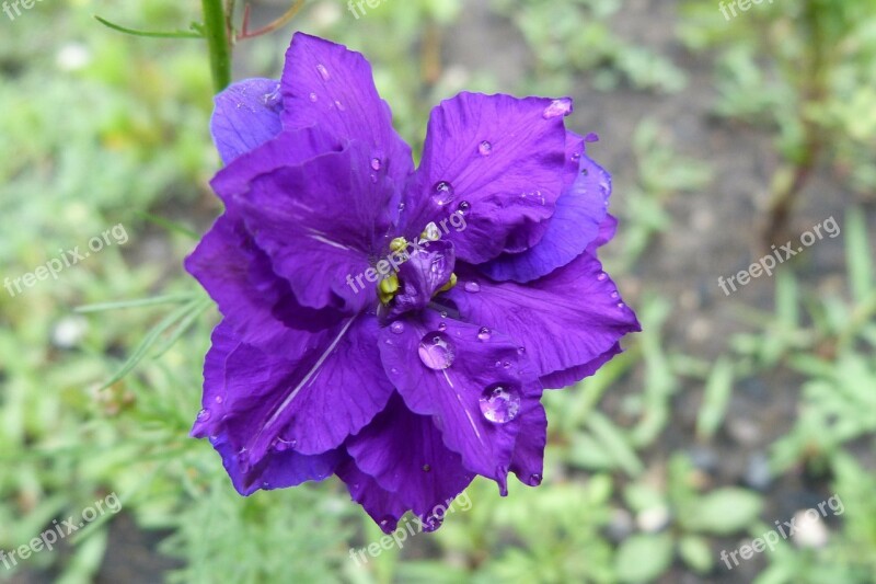 Flowers Nature Dew Drop Violet Summer