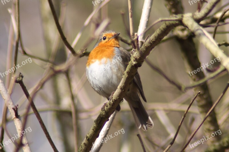 Robin Bird Animals Spring Species