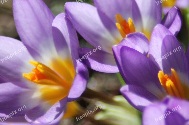 Crocus Flower Spring Purple Blossom