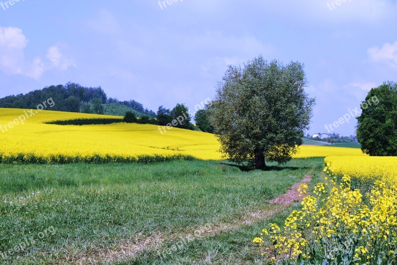 Germany Field Flowers Grass Tree