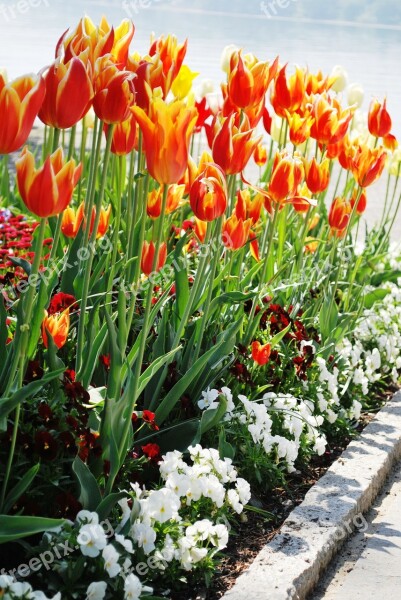 Tulips Flowers Bloom Orange Flowers Garden