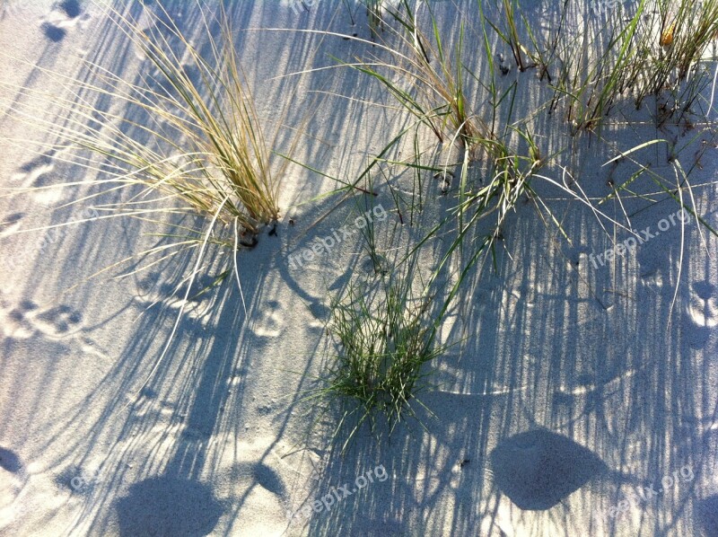 Baltic Sea Sand Beach Dune Plant