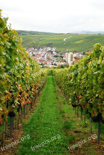 Wine Vineyard Grapes Germany Grape Vine