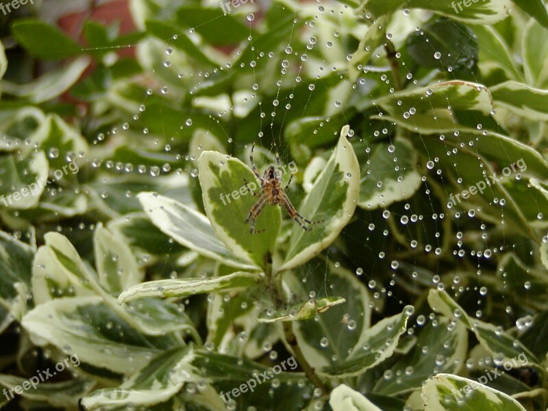 Araneus Spider Cobweb Close Up Nature