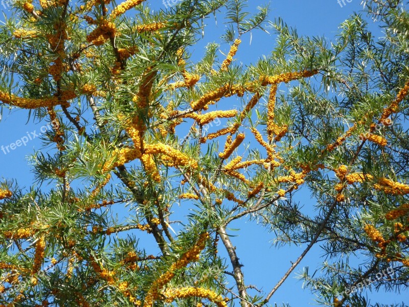 Sea Buckthorn Autumn Berries Bush Nature