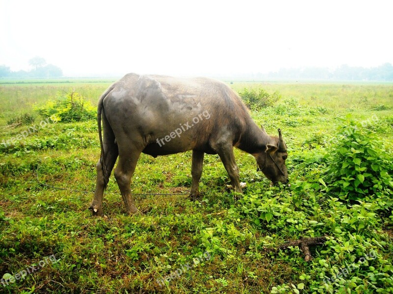 Buffalo Eating Grass Green Free Photos