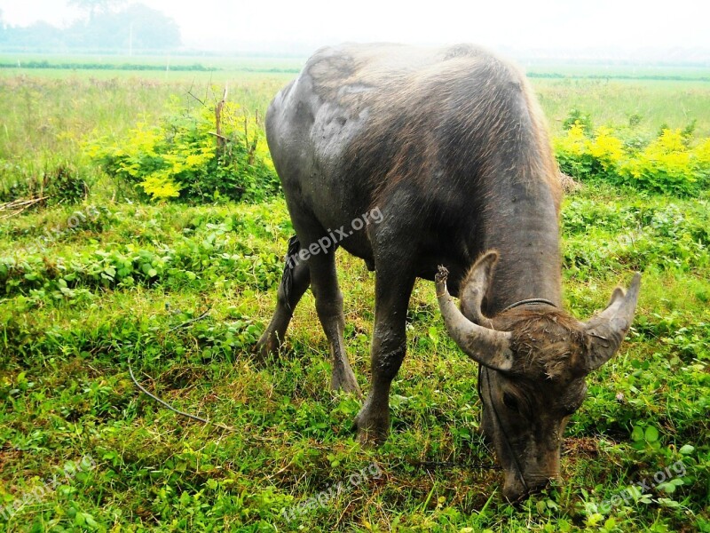 Buffalo Eating Grass Green Free Photos