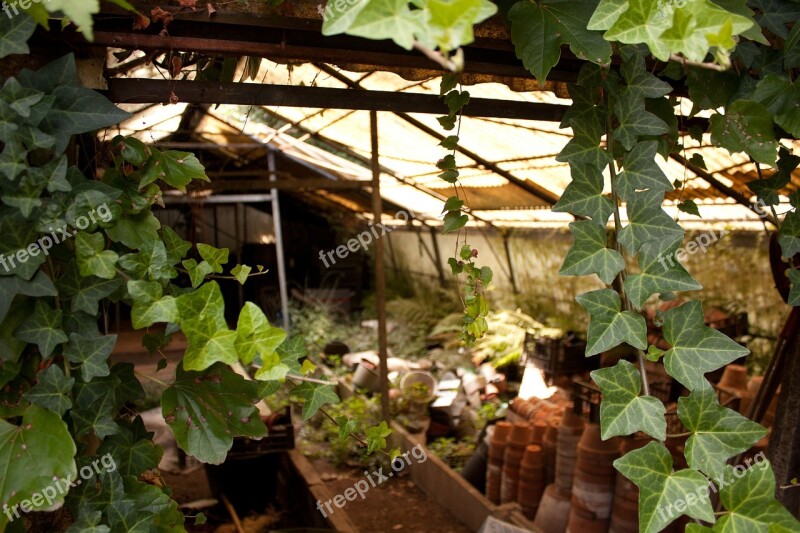 Greenhouse Garden Abandoned Ivy Old