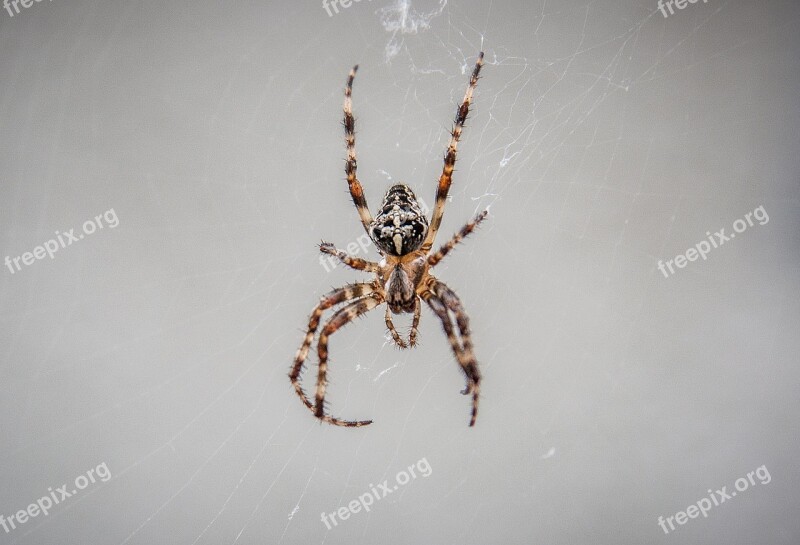 Araneus Spider Spnnentier Free Photos