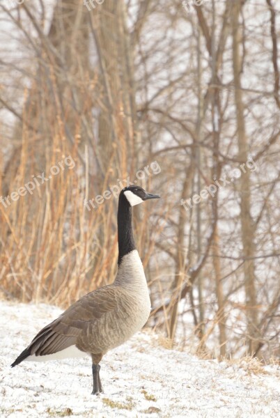 Canada Goose Niagara River Winter Snow Bird