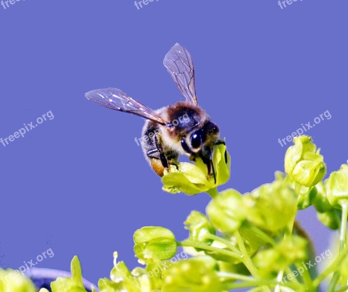 Bee Insect Close Up Free Photos